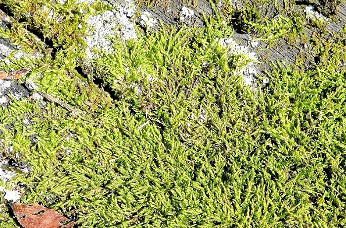 Pylaisia selwynii
